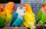 Волнистые попугаи.JPEG