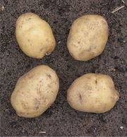 4 Potato.jpg